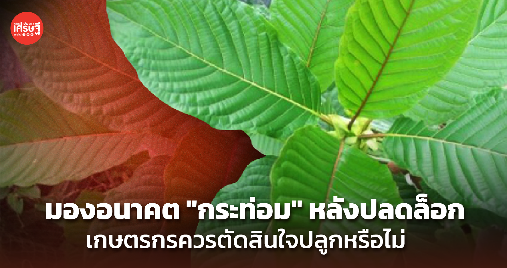 มองอนาคต "กระท่อม" หลังปลดล็อก เกษตรกรควรตัดสินใจปลูกหรือไม่