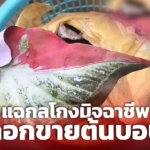 กลโกงมิจฉาชีพ หลอกขายต้นบอนสี ลูกค้าซื้อมาหลักพัน แต่ได้ต้นไม้แปะกระดาษ 