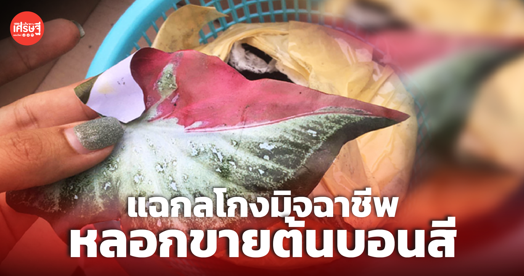 กลโกงมิจฉาชีพ หลอกขายต้นบอนสี ลูกค้าซื้อมาหลักพัน แต่ได้ต้นไม้แปะกระดาษ 