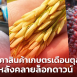 เปิดราคาสินค้าเกษตรเดือนตุลาคม หลังคลายล็อกดาวน์ ชิ้นไหนราคาขึ้น-ลง เช็กได้ที่นี่