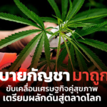 นโยบายกัญชา มาถูกทาง ขับเคลื่อนเศรษฐกิจคู่สุขภาพ เตรียมผลักดันสู่ตลาดโลก