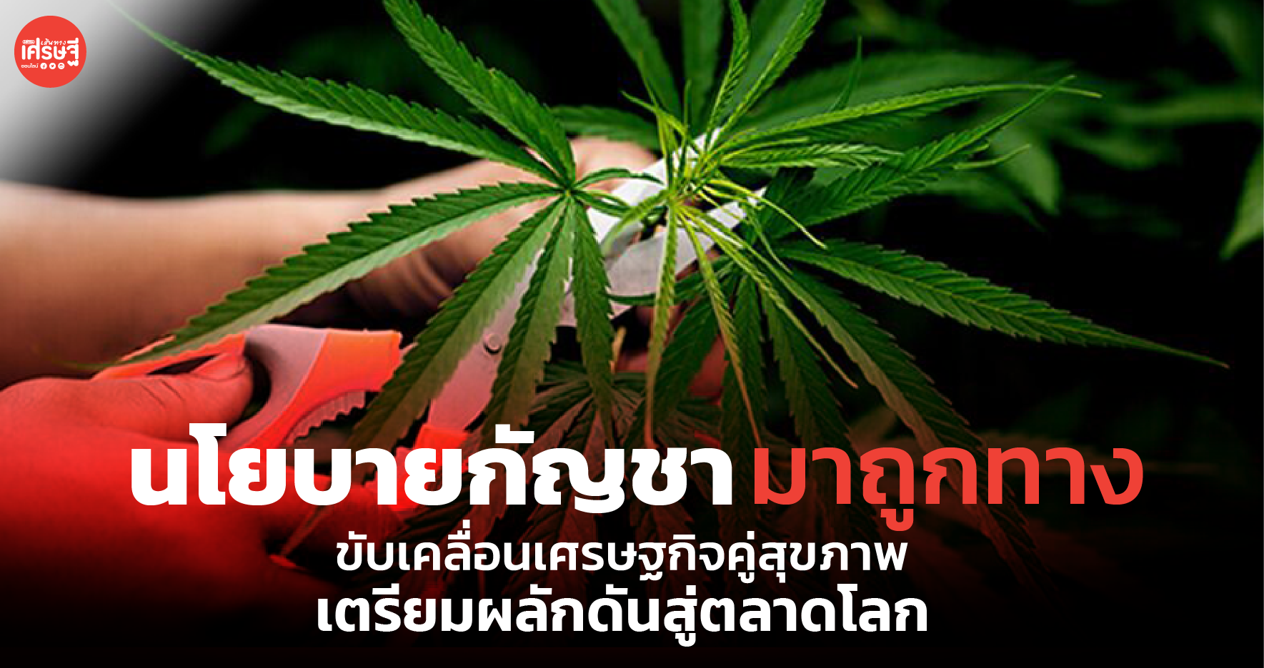 นโยบายกัญชา มาถูกทาง ขับเคลื่อนเศรษฐกิจคู่สุขภาพ เตรียมผลักดันสู่ตลาดโลก