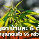 กัญชาบ้านละ 6 ต้น ได้รับอนุญาตแล้ว 95 ครัวเรือน พื้นที่ บุรีรัมย์ บึงกาฬ นครพนม 