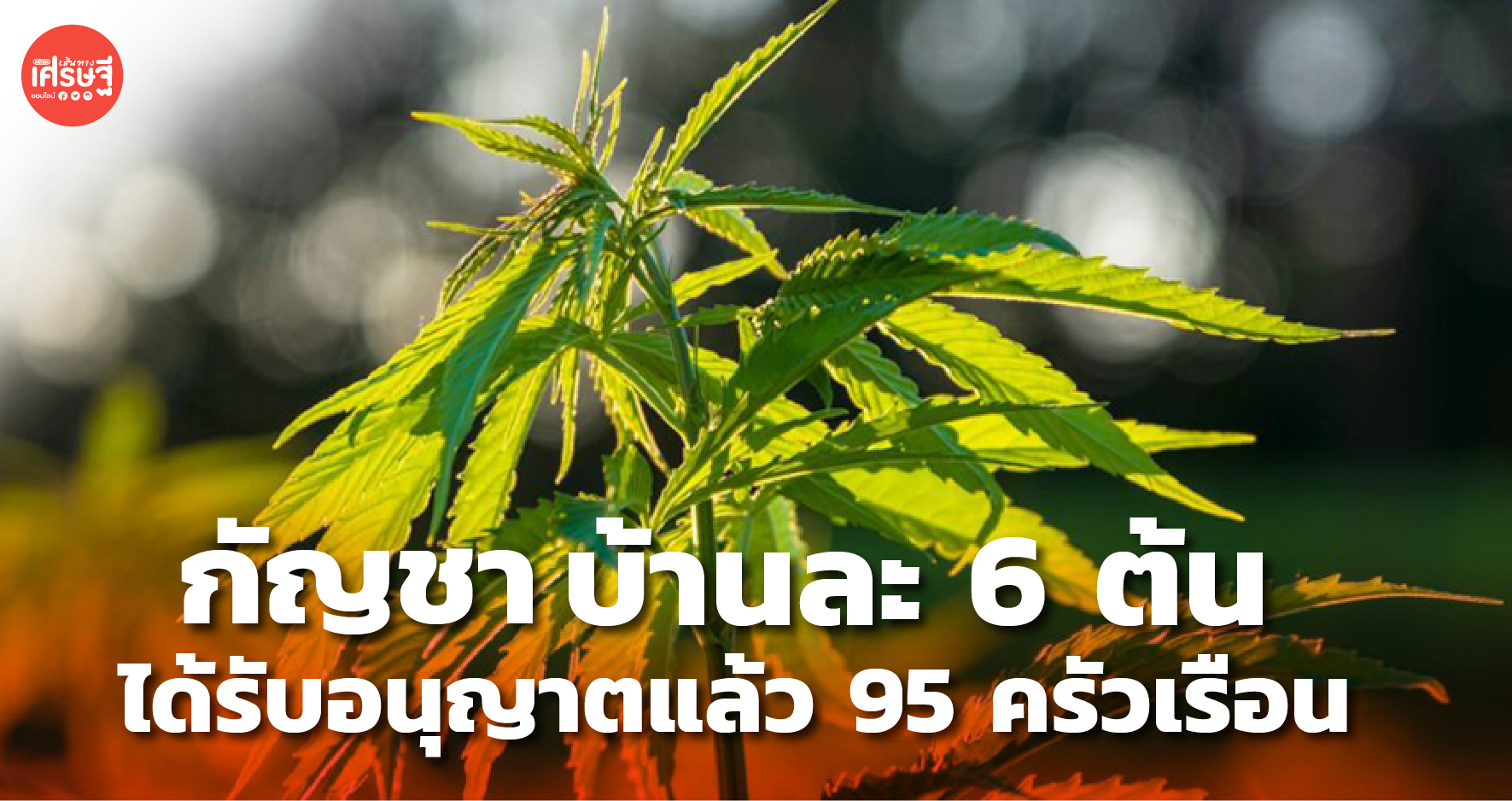กัญชาบ้านละ 6 ต้น ได้รับอนุญาตแล้ว 95 ครัวเรือน พื้นที่ บุรีรัมย์ บึงกาฬ นครพนม 