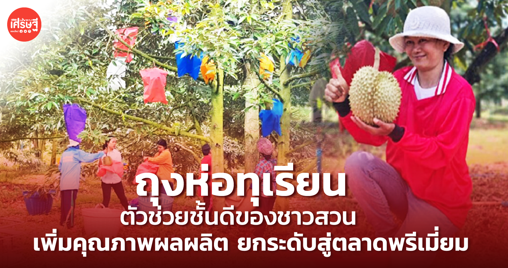 ถุงห่อทุเรียน ตัวช่วยชั้นดีของชาวสวน เพิ่มคุณภาพผลผลิต ยกระดับสู่ตลาดพรีเมี่ยม 