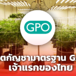 ผ่านแล้ว! องค์การเภสัชฯ ผลิตกัญชามาตรฐาน GAP เจ้าแรกของไทย