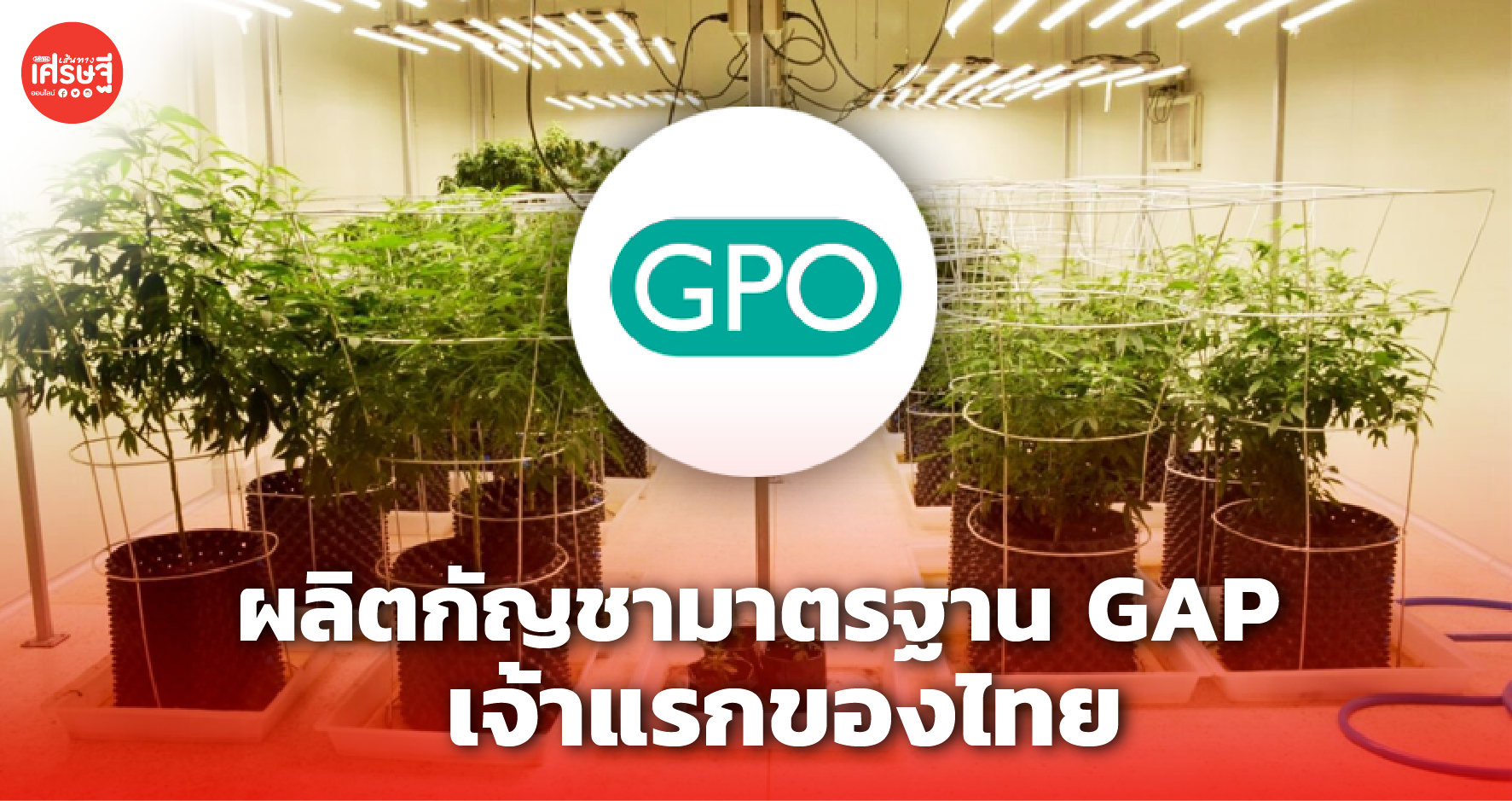 ผ่านแล้ว! องค์การเภสัชฯ ผลิตกัญชามาตรฐาน GAP เจ้าแรกของไทย