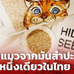 นักบิน ชวนเพื่อน ผลิตทรายแมวจากมันสำปะหลัง ตีตลาดไทยส่งออกต่างประเทศ 