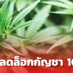 ลุ้น ปลดล็อกกัญชา 100% เน้นปรับลดขั้นตอน ทุกกลุ่มมีโอกาสเข้าถึงเท่ากัน