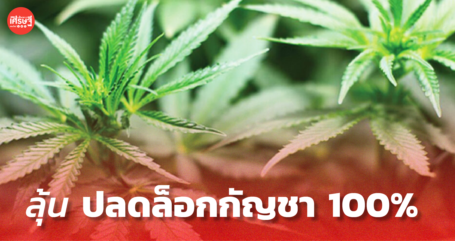 ลุ้น ปลดล็อกกัญชา 100% เน้นปรับลดขั้นตอน ทุกกลุ่มมีโอกาสเข้าถึงเท่ากัน