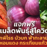 แจกฟรี เมล็ดพันธุ์สู้โควิด พริกพิโรธ บัวบก หอมแดง กระเทียมแก้ว ฟ้าทะลายโจร