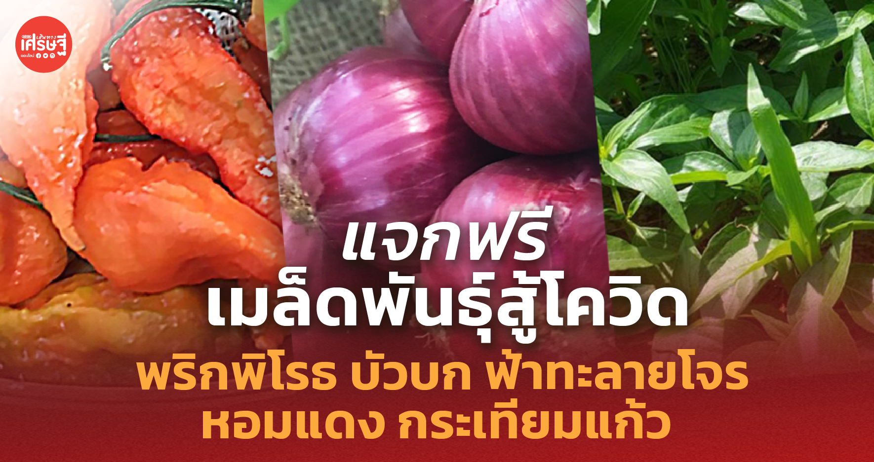 แจกฟรี เมล็ดพันธุ์สู้โควิด พริกพิโรธ บัวบก หอมแดง กระเทียมแก้ว ฟ้าทะลายโจร