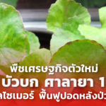 พืชเศรษฐกิจ ตัวใหม่ บัวบก ศาลายา 1 ดีต่ออัลไซเมอร์ ฟื้นฟูปอดหลังป่วยโควิด