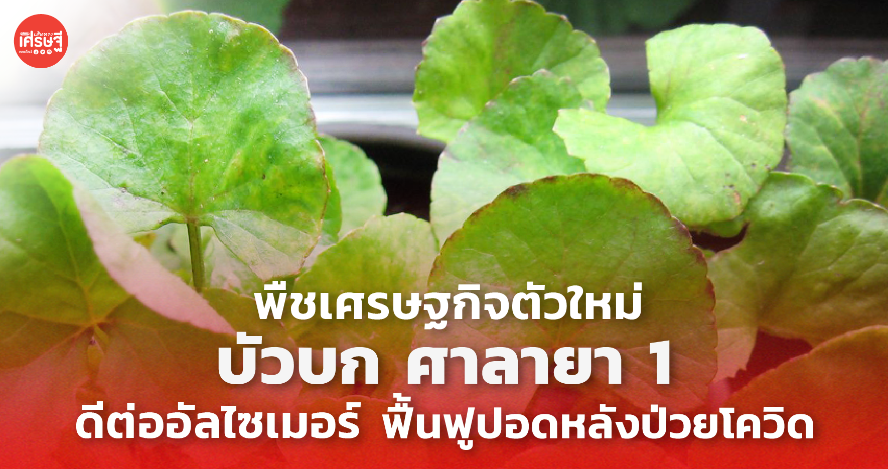 พืชเศรษฐกิจ ตัวใหม่ บัวบก ศาลายา 1 ดีต่ออัลไซเมอร์ ฟื้นฟูปอดหลังป่วยโควิด
