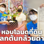 ของจริงไม่สร้างกระแส สาวหอบโฉนดที่ดิน 5 ไร่กว่า แลกต้นกล้วยด่าง