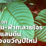 เตรียมแจกพันธุ์กระท่อม-ฟ้าทะลายโจร กว่า 1 แสนต้น