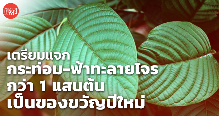 เตรียมแจกพันธุ์กระท่อม-ฟ้าทะลายโจร กว่า 1 แสนต้น
