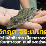 วิกฤต จระเข้ไทย ฟาร์มเลิกกิจการ เนื้อราคาตกต่ำ เร่งหาทางออก คนเลี้ยงอยู่รอด