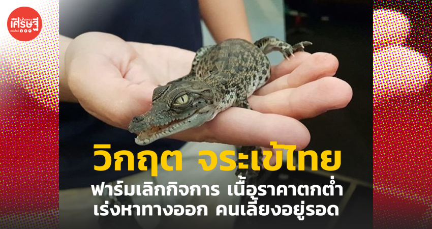 วิกฤต จระเข้ไทย ฟาร์มเลิกกิจการ เนื้อราคาตกต่ำ เร่งหาทางออก คนเลี้ยงอยู่รอด