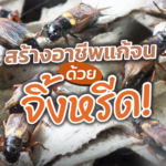 สร้างอาชีพแก้จน ด้วย จิ้งหรีด แมลงทำเงินยุคใหม่ ลงทุนน้อย ขายได้กำไรงาม