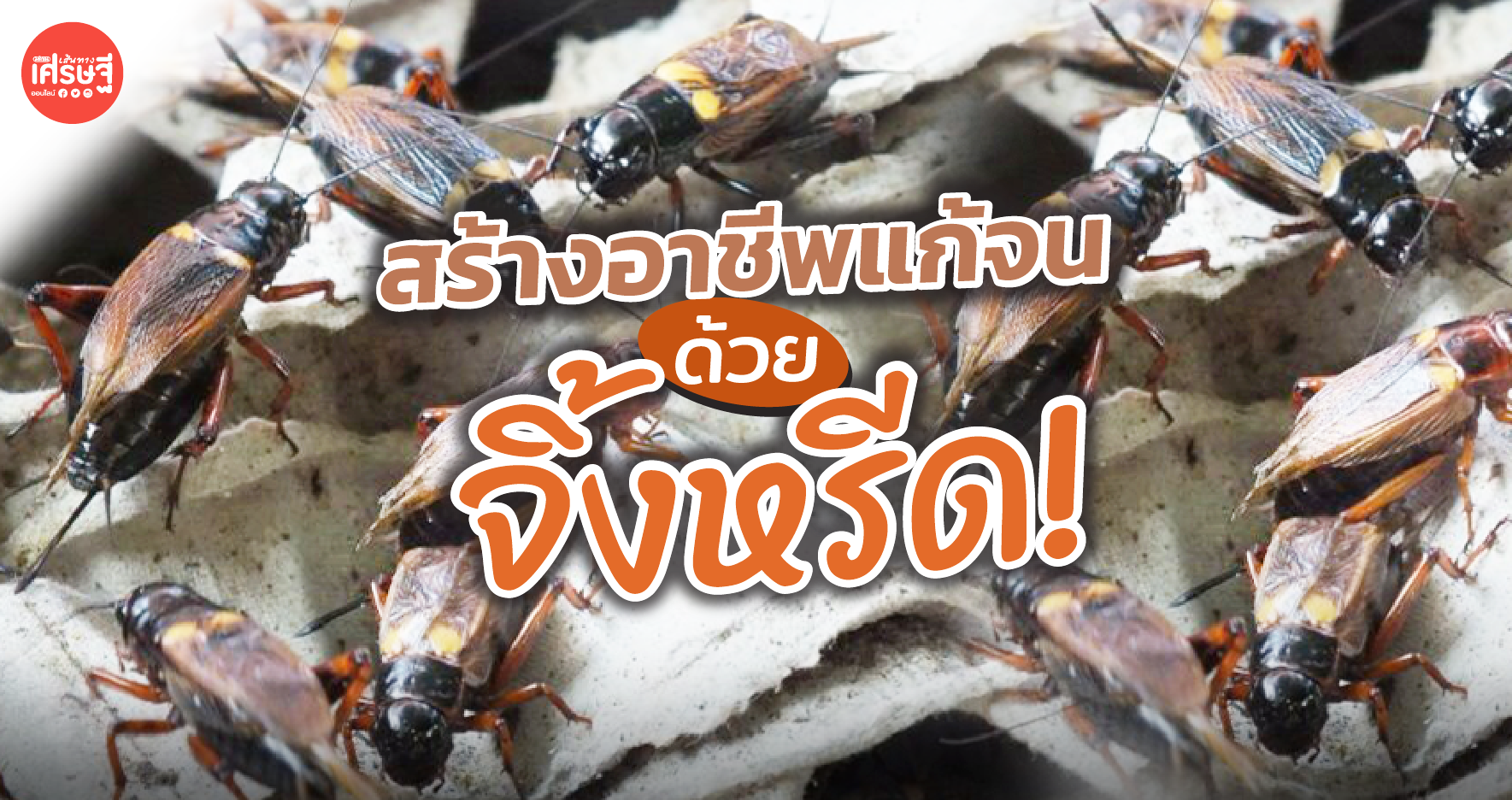 สร้างอาชีพแก้จน ด้วย จิ้งหรีด แมลงทำเงินยุคใหม่ ลงทุนน้อย ขายได้กำไรงาม