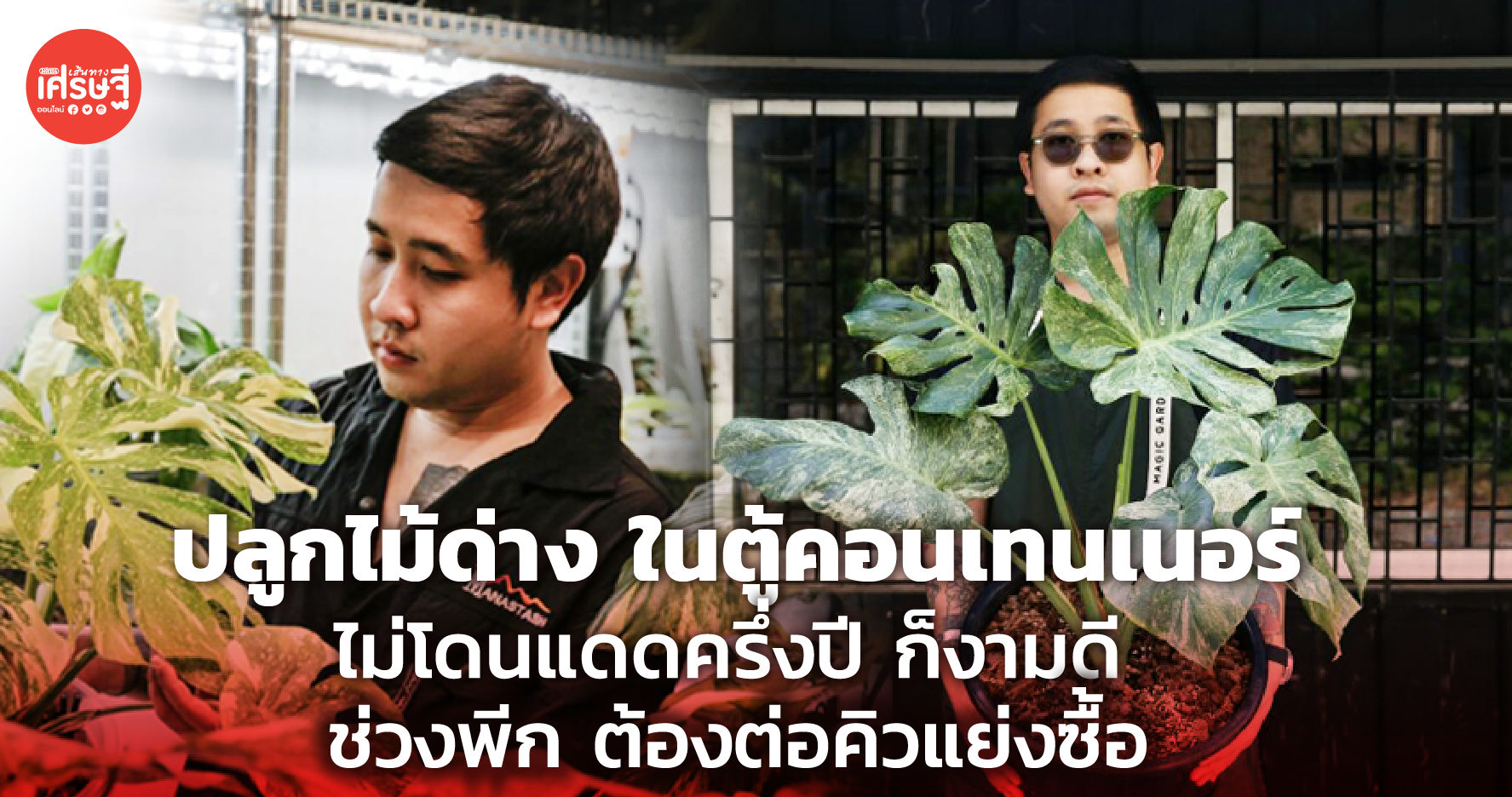 ปลูกไม้ด่าง ในตู้คอนเทนเนอร์ ไม่โดนแดดครึ่งปี ก็งามดี ช่วงพีก ต้องต่อคิวแย่งซื้อ
