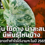 ลุ้น ไม้ด่าง น่าสะสม มีพันธุ์ไหนบ้าง ที่อาจทำกำไรได้งามๆ ในปี 2565