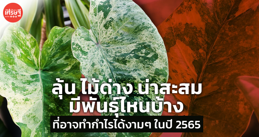 ลุ้น ไม้ด่าง น่าสะสม มีพันธุ์ไหนบ้าง ที่อาจทำกำไรได้งามๆ ในปี 2565