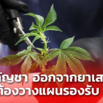 ปลดกัญชา ออกจากยาเสพติด เป็นความต้องการของประชาชน ต้องวางแผนรองรับ