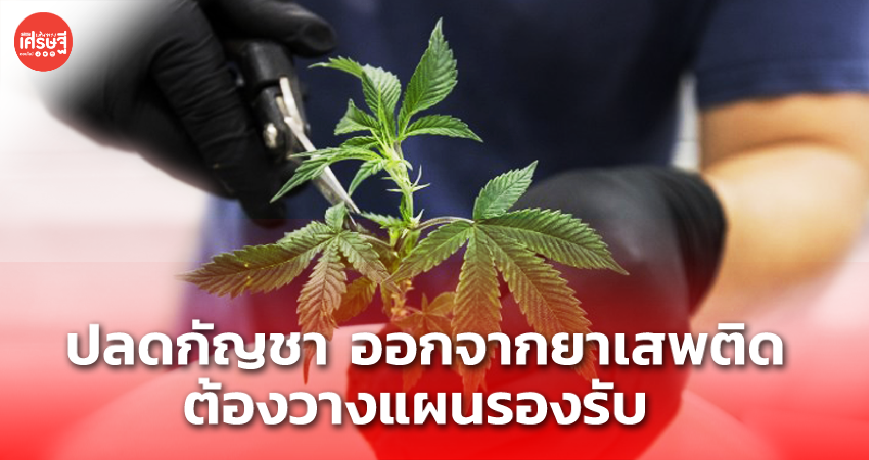 ปลดกัญชา ออกจากยาเสพติด เป็นความต้องการของประชาชน ต้องวางแผนรองรับ