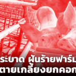 โรคระบาด ฝันร้ายฟาร์มหมู ตายเกลี้ยงยกคอก โอกาสสูง หมูแพงอีกนาน 