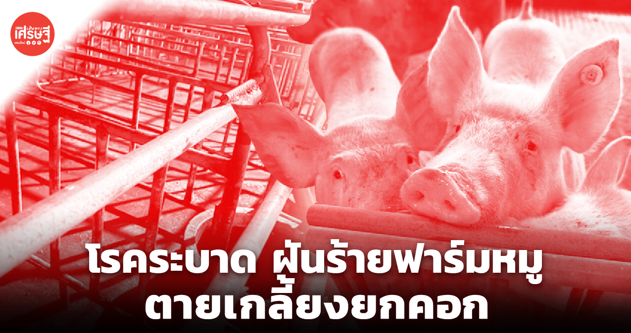 โรคระบาด ฝันร้ายฟาร์มหมู ตายเกลี้ยงยกคอก โอกาสสูง หมูแพงอีกนาน 