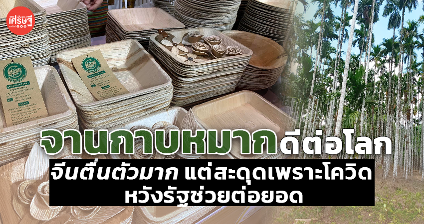 จานกาบหมาก ดีต่อโลก จีนตื่นตัวมาก แต่สะดุดเพราะโควิด หวังรัฐช่วยต่อยอด