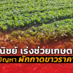 พาณิชย์ เร่งช่วยเกษตรกร แก้ปัญหา ผักกาดขาวราคาตก 