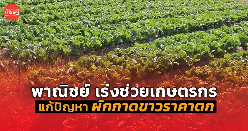 พาณิชย์ เร่งช่วยเกษตรกร แก้ปัญหา ผักกาดขาวราคาตก 