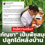 ใกล้ความจริง? เสี่ยหนู โพสต์ทำเต็มที่ ดัน "กัญชา" เป็นพืชสมุนไพรปลูกได้หลังบ้าน 