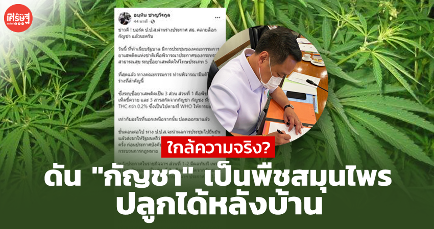 ใกล้ความจริง? เสี่ยหนู โพสต์ทำเต็มที่ ดัน "กัญชา" เป็นพืชสมุนไพรปลูกได้หลังบ้าน 