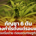 กัญชา 6 ต้น สร้างกำไรตั้งแต่รอบแรก เร่งสร้างเครือข่าย ต่อยอดเศรษฐกิจชุมชน
