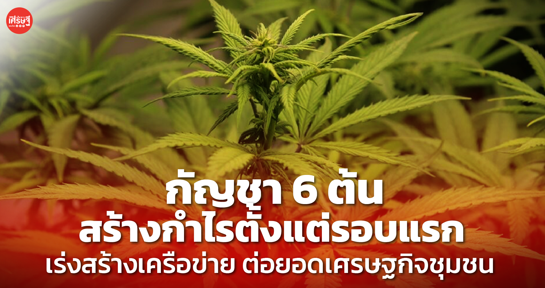 กัญชา 6 ต้น สร้างกำไรตั้งแต่รอบแรก เร่งสร้างเครือข่าย ต่อยอดเศรษฐกิจชุมชน