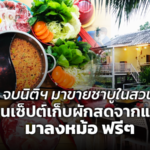 จบนิติฯ มาขายชาบูในสวน ชูคอนเซ็ปต์เก็บผักสดจากแปลง มาลงหม้อ ฟรีๆ