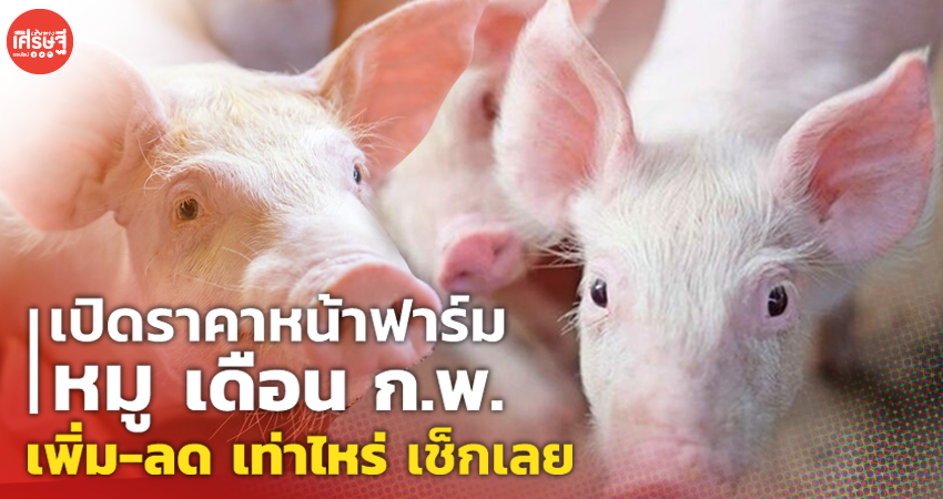 เปิดราคาหน้าฟาร์ม หมู เดือน ก.พ. เพิ่ม-ลด เท่าไหร่ เช็กเลย