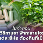 ไขคำตอบ วิธีทานยา ฟ้าทะลายโจร แต่ละยี่ห้อ ต้องกินกี่เม็ด