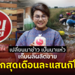เปลี่ยนนาข้าว เป็นนาแห้ว เก็บผลผลิตขาย พีกสุดเดือนละแสนกิโล 