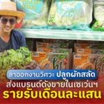 ลาออกงานวิศวะ ปลูกผักสลัด ส่งแบรนด์ดังขายในเซเว่นฯ รายรับเดือนละแสน
