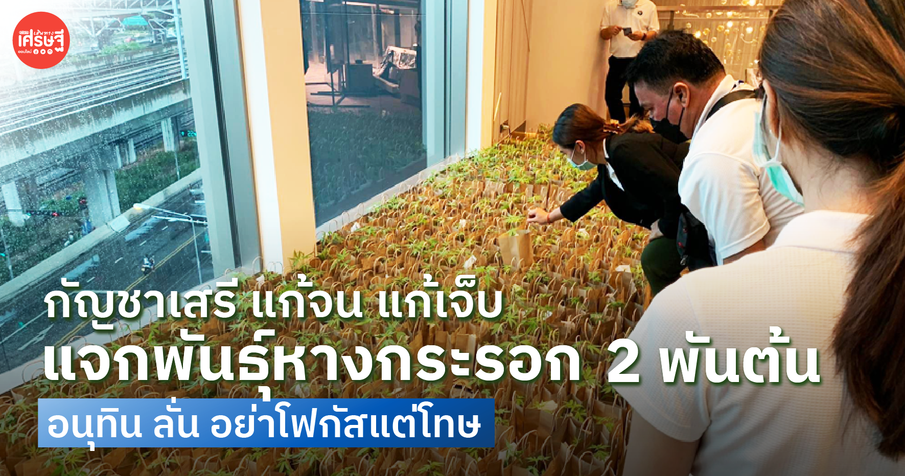 คึกคัก กัญชาเสรี แก้จน แก้เจ็บ แจกพันธุ์หางกระรอก 2 พันต้น อนุทิน ลั่น อย่าโฟกัสแต่โทษ