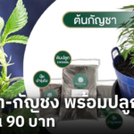 เตรียมซื้อ! กัญชา-กัญชง พร้อมปลูก เริ่มต้น 90 บาท รับเทรนด์ปลดล็อก 9 มิ.ย.นี้