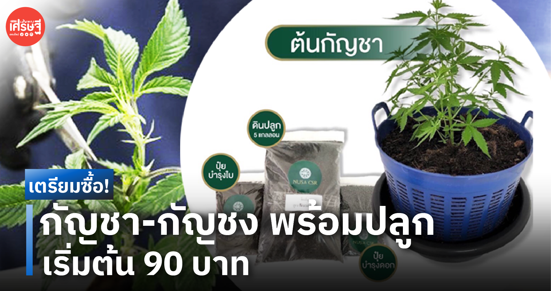 เตรียมซื้อ! กัญชา-กัญชง พร้อมปลูก เริ่มต้น 90 บาท รับเทรนด์ปลดล็อก 9 มิ.ย.นี้