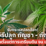 กัญชา-กัญชง ต่างกันยังไง พร้อมวิธีปลูก บอกหมดตั้งแต่เตรียมดิน จนเก็บเกี่ยว