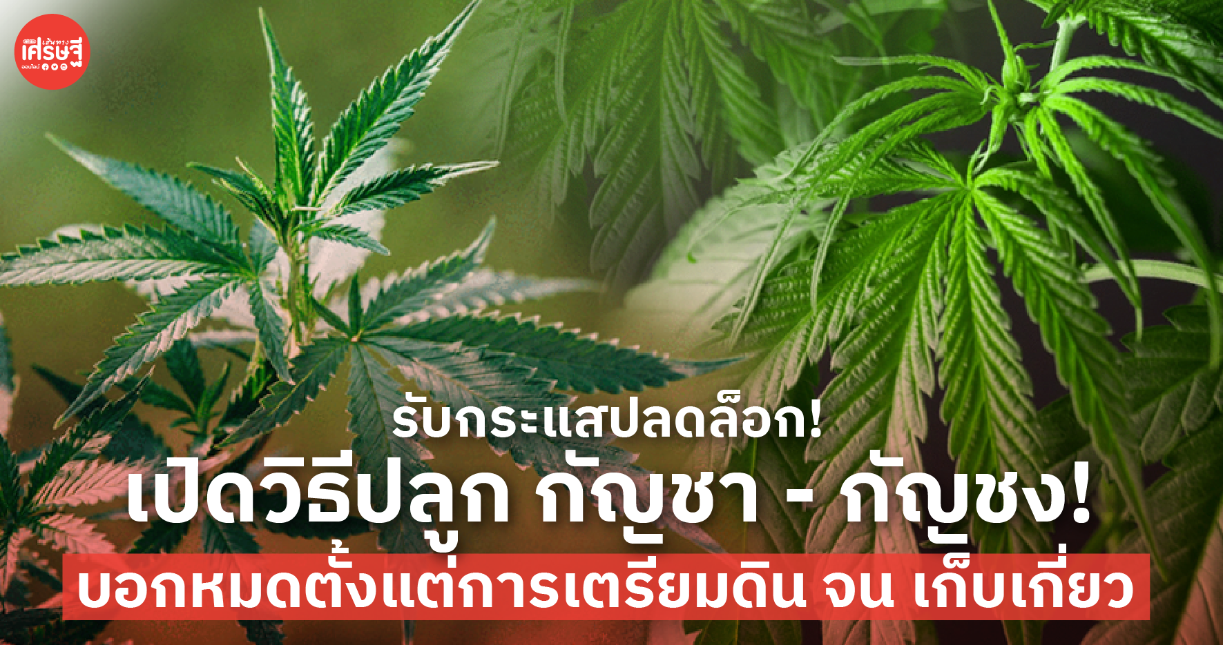 กัญชา-กัญชง ต่างกันยังไง พร้อมวิธีปลูก บอกหมดตั้งแต่เตรียมดิน จนเก็บเกี่ยว