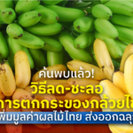 ค้นพบแล้ว! วิธีลด-ชะลอ การตกกระของกล้วยไข่ เพิ่มมูลค่าผลไม้ไทย ส่งออกฉลุย